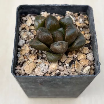 Haworthia 'GREEN FLAME' 大鳴蛇 Ōnaruhebi
