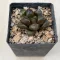 Haworthia 'GREEN FLAME' 大鳴蛇 Ōnaruhebi