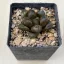 Haworthia 'GREEN FLAME' 大鳴蛇 Ōnaruhebi