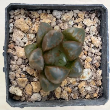 Haworthia 'GREEN FLAME' 大鳴蛇 Ōnaruhebi