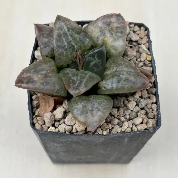 Haworthia  Yoshida cv. Hakuganryu (White Eyed Dragon)