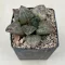 Haworthia  Yoshida cv. Hakuganryu (White Eyed Dragon)