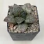 Haworthia  Yoshida cv. Hakuganryu (White Eyed Dragon)