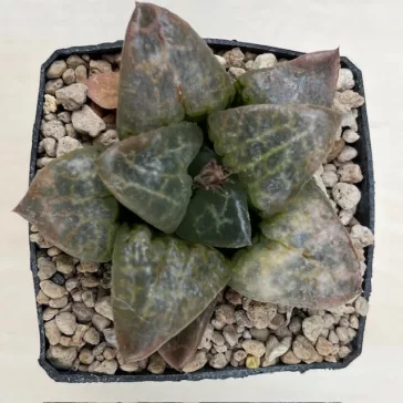 Haworthia  Yoshida cv. Hakuganryu (White Eyed Dragon)