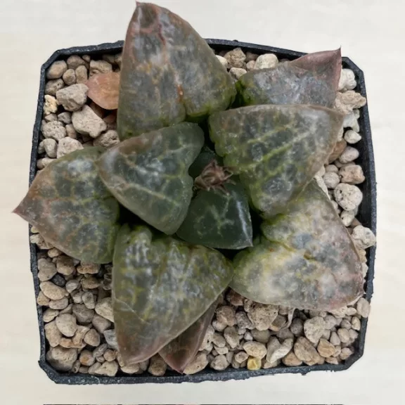 Haworthia  Yoshida cv. Hakuganryu (White Eyed Dragon)