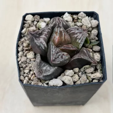 Haworthia ‘Dōjaku-dai’ 'BRONZE SPARROW'