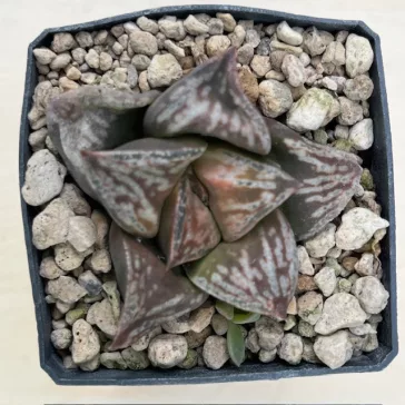 Haworthia ‘Dōjaku-dai’ 'BRONZE SPARROW'
