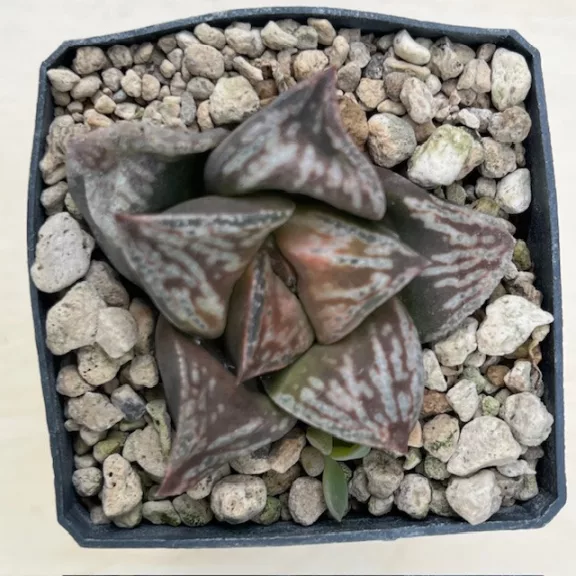 Haworthia ‘Dōjaku-dai’ 'BRONZE SPARROW'