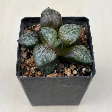 Haworthia 'AMAZONESS' Renny Wong hybrid