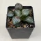 Haworthia 'AMAZONESS' Renny Wong hybrid