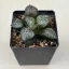 Haworthia 'AMAZONESS' Renny Wong hybrid