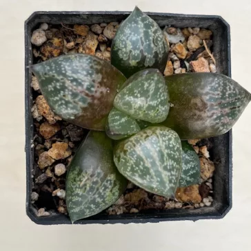 Haworthia 'AMAZONESS' Renny Wong hybrid