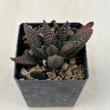 Haworthia 'Nagori Yuki-A' 雪A Renny Wong hybrid 
