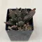 Haworthia 'Nagori Yuki-A' 雪A Renny Wong hybrid 