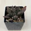 Haworthia 'Nagori Yuki-A' 雪A Renny Wong hybrid 