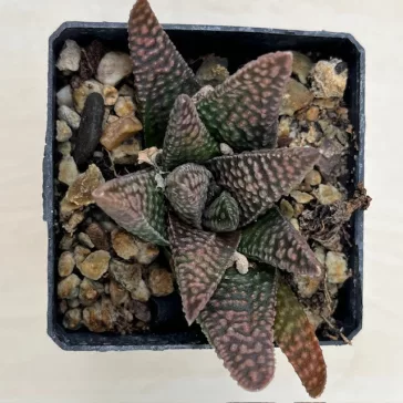 Haworthia 'Nagori Yuki-A' 雪A Renny Wong hybrid 