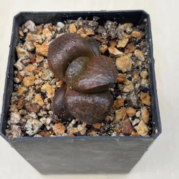 Haworthia splendens 'CHOCOLATE MATCHA' 