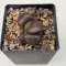Haworthia splendens 'CHOCOLATE MATCHA' 