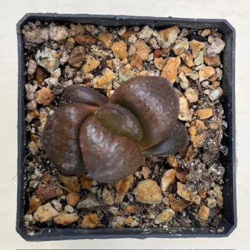 Haworthia splendens 'CHOCOLATE MATCHA' 