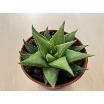 Haworthia angustifolia var. baylissii