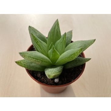 Haworthia decipiens var. minor