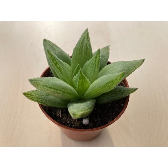 Haworthia decipiens var. minor