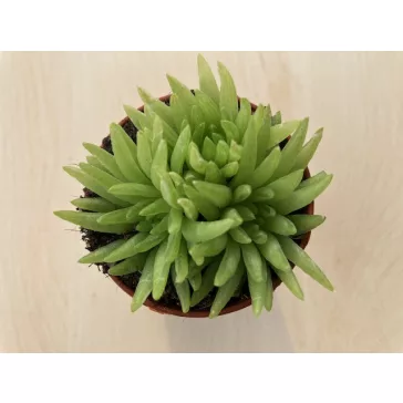 Haworthia kikuhigasa 