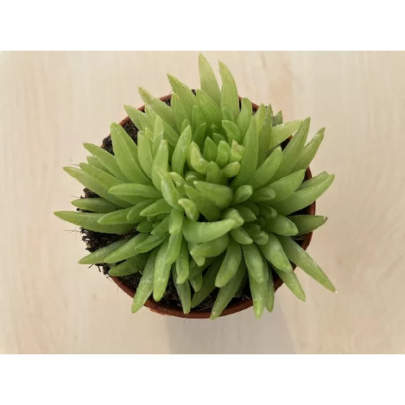 Haworthia kikuhigasa 