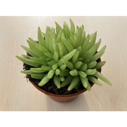 Haworthia kikuhigasa 