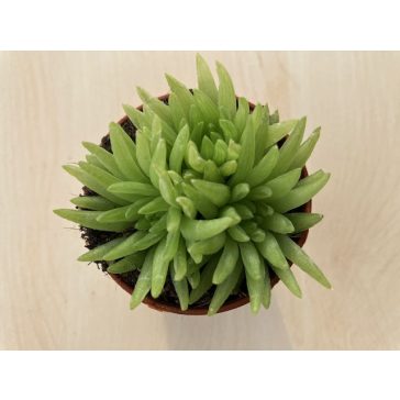 Haworthia kikuhigasa 