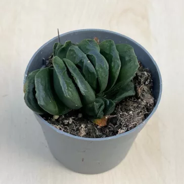 Haworthia maughanii
