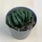 Haworthia maughanii