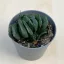 Haworthia maughanii