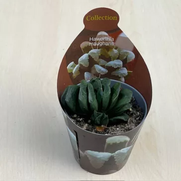 Haworthia maughanii