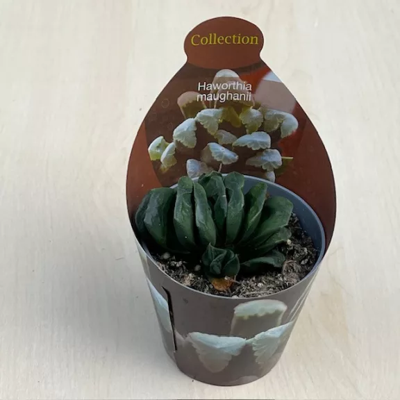 Haworthia maughanii