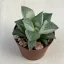 Haworthia Silver Variegata