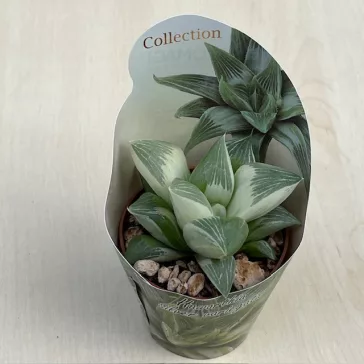 Haworthia Silver Variegata