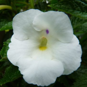 Mesevirág 'Himalayan Angel'