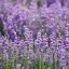 Lavandula angustifolia - Levendula