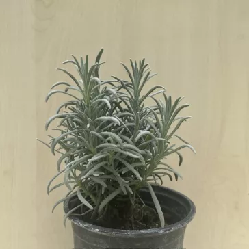 Lavandula angustifolia - Levendula