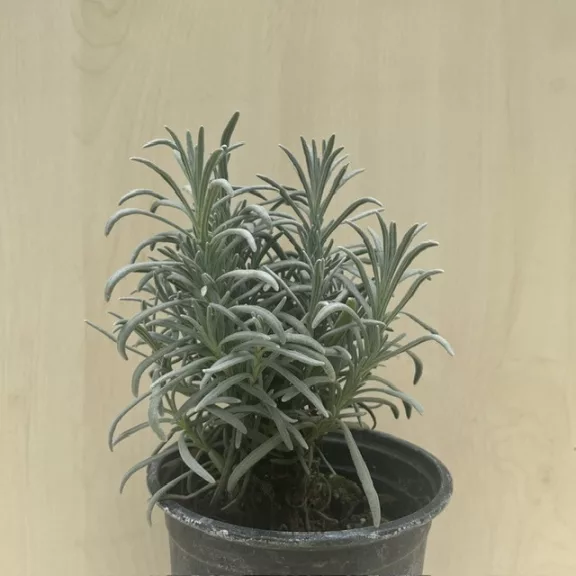 Lavandula angustifolia - Levendula