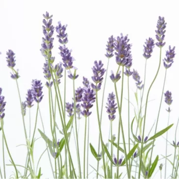   Lavandula x intermedia 'Grappenhall' - Halványkék provánszi levendula