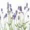 Lavandula x intermedia 'Grappenhall' - Halványkék provánszi levendula