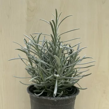   Lavandula x intermedia 'Grappenhall' - Halványkék provánszi levendula