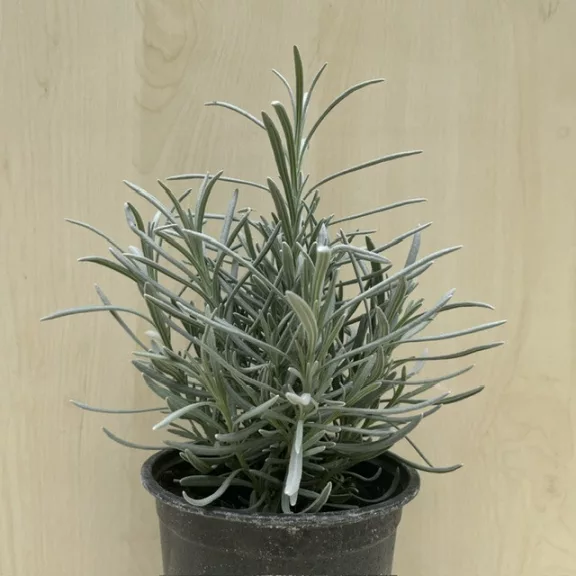 Lavandula x intermedia 'Grappenhall' - Halványkék provánszi levendula