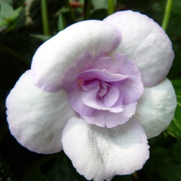 Mesevirág 'Lavender Bliss'