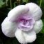 Mesevirág 'Lavender Bliss'