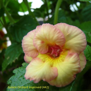 Mesevirág 'Lemon Orchard Improved'