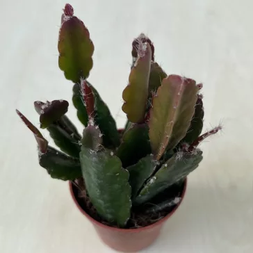 Lepismium houlletianum