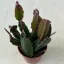 Lepismium houlletianum